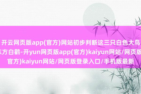 开云网页版app(官方)网站初步判断这三只白色大鸟为国度一级保护动物东方白鹳-开yun网页版app(官方)kaiyun网站/网页版登录入口/手机版最新